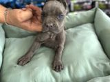 Cane Corso Yavrularimiz