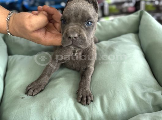 Cane Corso Yavrularimiz görsel