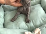 Cane Corso Yavrularimiz