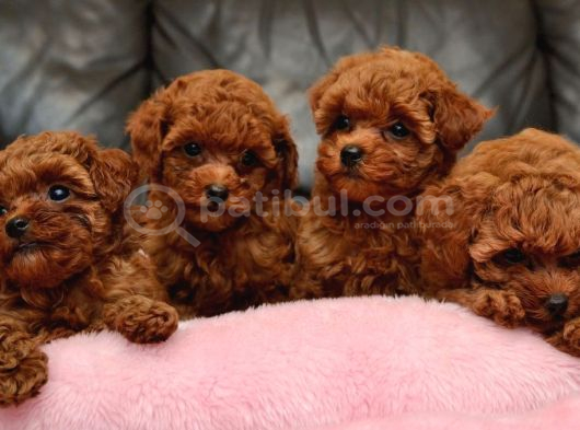 Toy Poodle Kore Kan Miniklerimiz Kg Garantili