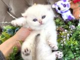 Safkan golden british yüksek kalite