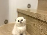 BİRBİRİNDEN GÜZEL SCOTTISH FOLD YAVRULARIMIZ