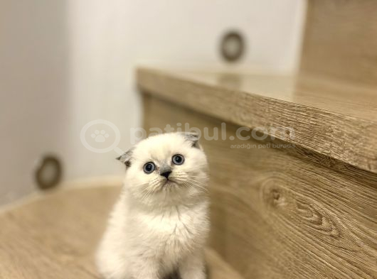 Bi̇rbi̇ri̇nden Güzel Scottish Fold Yavrularimiz