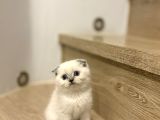 Bi̇rbi̇ri̇nden Güzel Scottish Fold Yavrularimiz