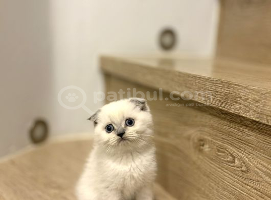 Bi̇rbi̇ri̇nden Güzel Scottish Fold Yavrularimiz görsel