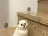 Bi̇rbi̇ri̇nden Güzel Scottish Fold Yavrularimiz