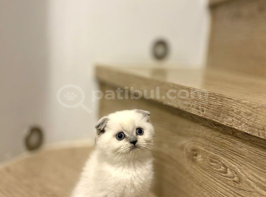 Bi̇rbi̇ri̇nden Güzel Scottish Fold Yavrularimiz görsel