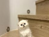 Bi̇rbi̇ri̇nden Güzel Scottish Fold Yavrularimiz