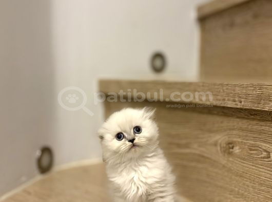 Bi̇rbi̇ri̇nden Güzel Scottish Fold Yavrularimiz görsel