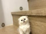 Bi̇rbi̇ri̇nden Güzel Scottish Fold Yavrularimiz