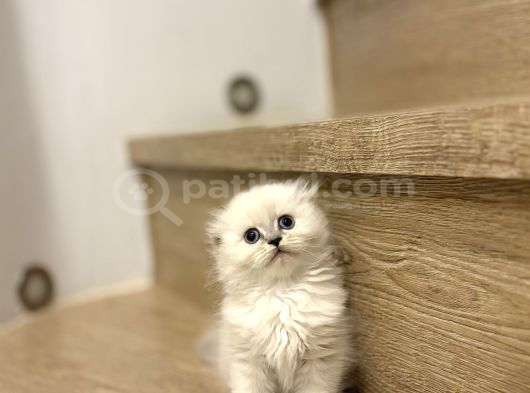Bi̇rbi̇ri̇nden Güzel Scottish Fold Yavrularimiz görsel