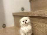 Bi̇rbi̇ri̇nden Güzel Scottish Fold Yavrularimiz