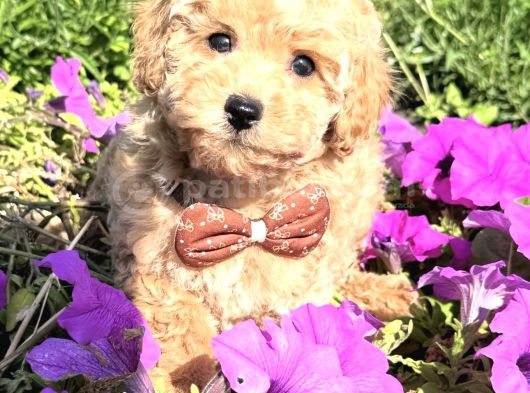 Çi̇çek Gibi Teacup Maltipoo Bebekler görsel