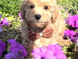 Çİçek gibi Teacup maltipoo bebekler