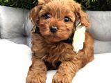 Minyatür Poodle Bebekler