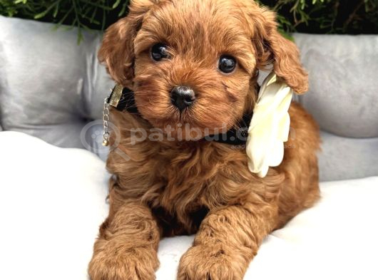Minyatür Poodle Bebekler görsel