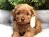 Minyatür poodle bebekler