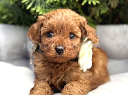 Minyatür Poodle Bebekler