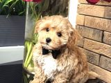 yakışıklı güzel Safkan ırk maltipoo bebekler