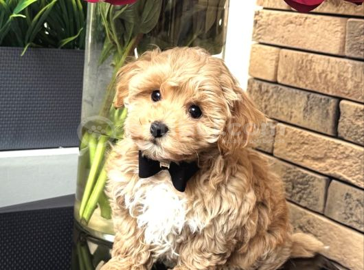 Yakışıklı Güzel Safkan Irk Maltipoo Bebekler