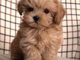 Zerafet Abidesi Mini Maltipoo Bebekler