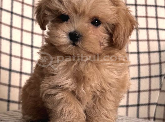 Zerafet Abidesi Mini Maltipoo Bebekler görsel