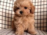 Zerafet Abidesi Mini Maltipoo Bebekler