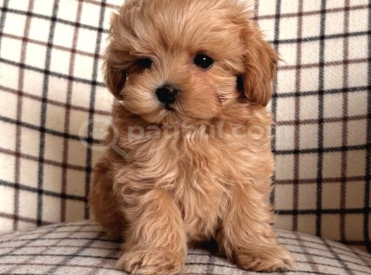 Zerafet Abidesi Mini Maltipoo Bebekler görsel