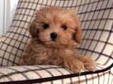 zerafet abidesi Mini maltipoo bebekler