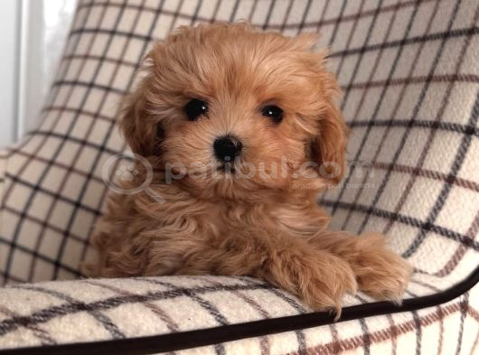 Zerafet Abidesi Mini Maltipoo Bebekler