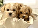 En Sevimlisi Ve En Güzeli Maltipoo Bebekler