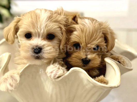 En Sevimlisi Ve En Güzeli Maltipoo Bebekler