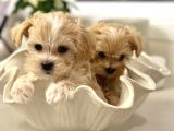 En Sevimlisi Ve En Güzeli Maltipoo Bebekler