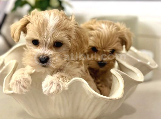 En Sevimlisi Ve En Güzeli Maltipoo Bebekler görsel