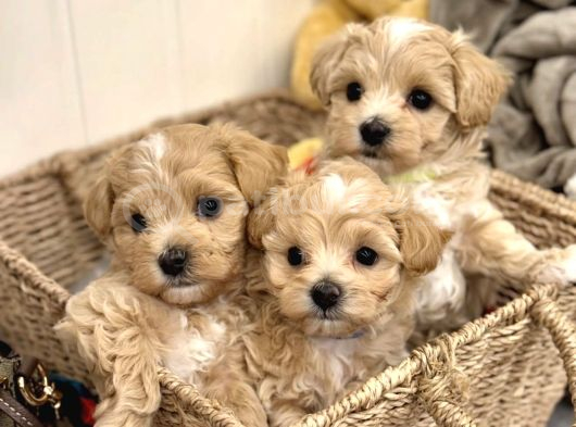 Küçük Irk Sağlıklı Ve Sevimli Maltipoo Yavrular