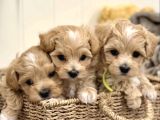 Küçük Irk Sağlıklı Ve Sevimli Maltipoo Yavrular