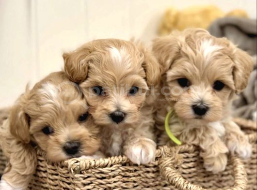 Küçük Irk Sağlıklı Ve Sevimli Maltipoo Yavrular görsel