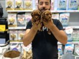 Toy Poddle Yavrularımız