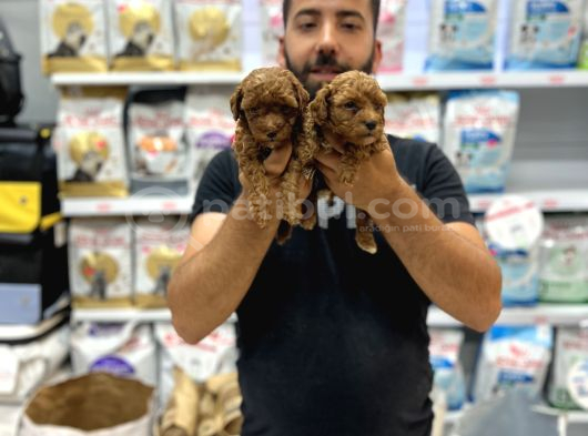 Toy Poddle Yavrularımız görsel