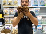 Toy Poddle Yavrularımız