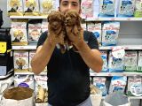 Toy Poddle Yavrularımız