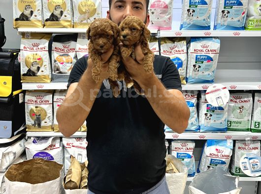 Toy poddle Yavrularımız