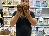 Toy Poddle Yavrularımız