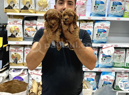 Toy Poddle Yavrularımız görsel