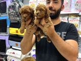 Toy Poddle Yavrularımız
