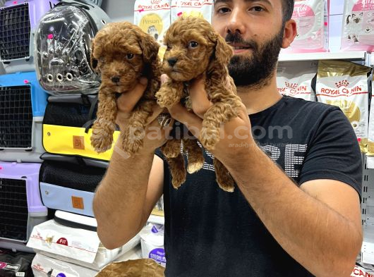 Toy Poddle Yavrularımız görsel