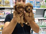 Toy Poddle Yavrularımız