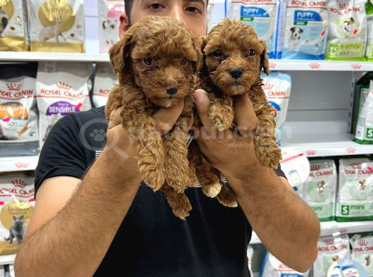 Toy Poddle Yavrularımız görsel
