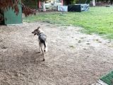 Wolfdog 12 Aylık Uysal