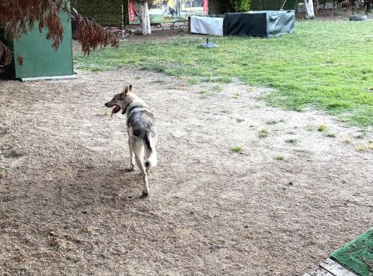 Wolfdog 12 Aylık Uysal görsel